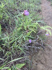 Osbeckia chinensis