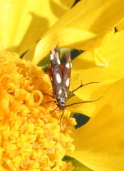 Eretmocera