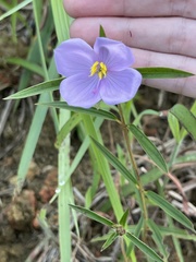 Osbeckia chinensis