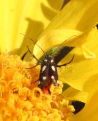 Eretmocera