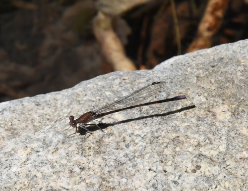 Amethyst Dancer photo 5
