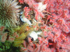 Phyllodesmium horridum