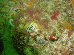 Polycera capensis