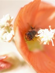 Macroteropsis