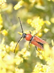 Crossidius coralinus