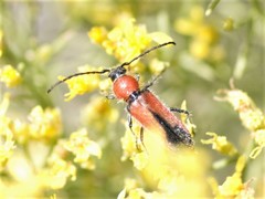 Crossidius coralinus