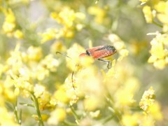 Crossidius coralinus