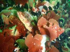 Clinus superciliosus