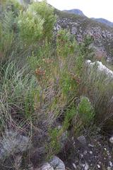 Erica affinis
