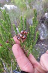 Erica affinis