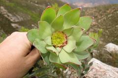 Leucadendron pubibracteolatum