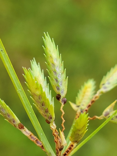 Cyperus compressus image