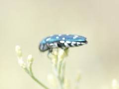 Agrilus walsinghami