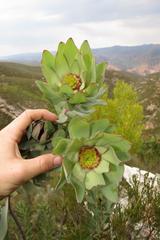 Leucadendron pubibracteolatum