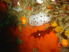 Aphelodoris