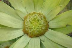 Leucadendron pubibracteolatum