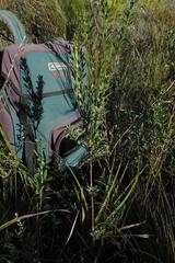 Indigofera monostachya