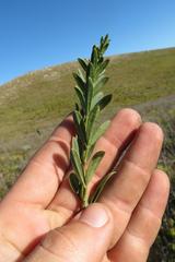 Indigofera monostachya