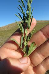 Indigofera monostachya