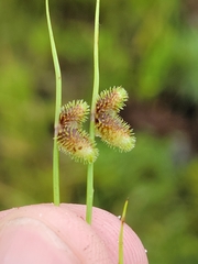 Cyperus neochinensis