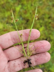 Cyperus neochinensis