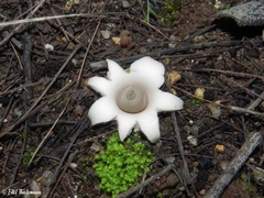 Geastrum floriforme
