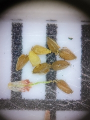 Cyperus neochinensis