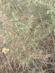 Atriplex canescens canescens