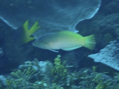 Halichoeres prosopeion