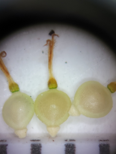 Fimbristylis schoenoides