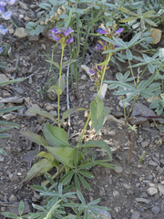 Penstemon watsonii