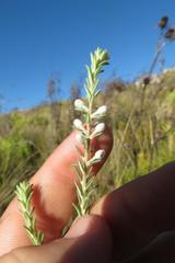 Phylica axillaris axillaris