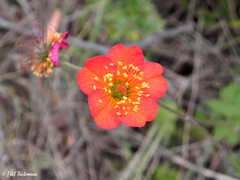 Geum quellyon