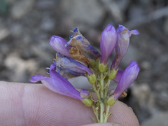 Penstemon watsonii
