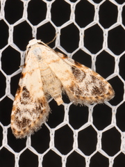 Araeopteron epiphracta