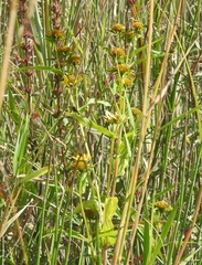 Bidens cernua