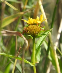 Bidens cernua