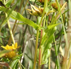Bidens cernua