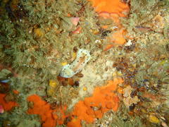 Mandelia mirocornata