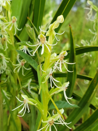 Image of Habenaria quinqueseta by (c) Jay Horn, some rights reserved (CC BY)