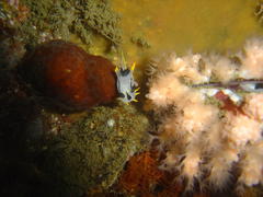 Polycera capensis