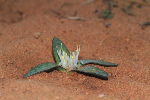 Lachenalia pusilla