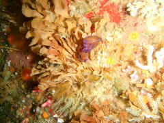 Tambja capensis