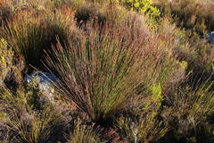 Elegia hookeriana