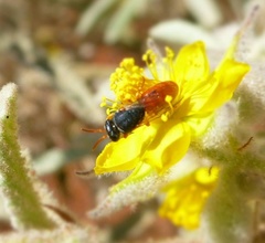 Rhodohylaeus