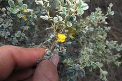 Argyrolobium parviflorum