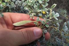 Argyrolobium parviflorum