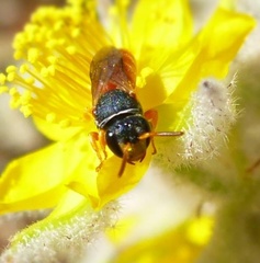 Rhodohylaeus
