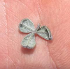 Argyrolobium parviflorum