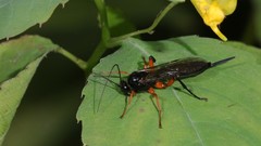 Pimpla pedalis